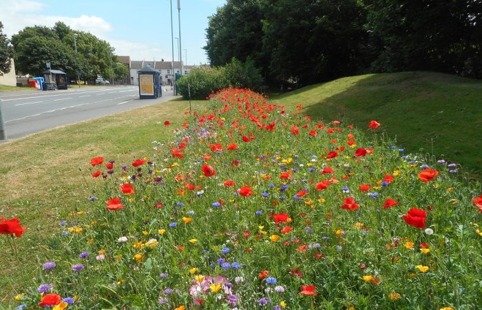 Poppies growing by the roadside